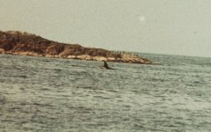 Cetacean 01.jpg