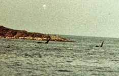 Cetacean 03.jpg
