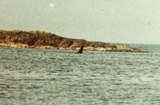 Cetacean 04.jpg