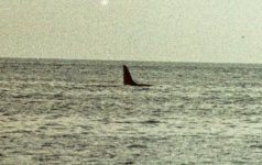 Cetacean 05.jpg