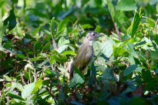 Chinese Bulbul - immature.jpg