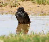 Dunnock bath.JPG