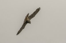 A Hobby - Falco subbuteo 2J4A8793.jpg