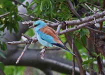 European roller (Coracias garrulus)  Faneromeni Lesvos 170517 01LQ.jpg