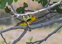 Golden Oriole Oriolus oriolus Faneromeni Lesvos 030517 01LQ.jpg