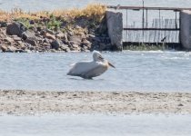 Pelican Dalmatian pelican (Pelecanus crispus) Kalloni Salt Pans Lesvos 110517 01LQ.jpg