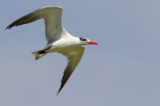 20170406 (42)_Caspian_Tern.JPG