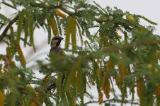 20170406 (46)_Spanish_Sparrow.JPG