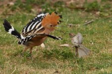 20170406 (52)_Hoopoe.JPG