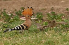 20170406 (54)_Hoopoe.JPG