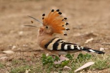 20170406 (57)_Hoopoe.JPG