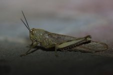 20170406 (59)Grasshopper_or_Locust.JPG
