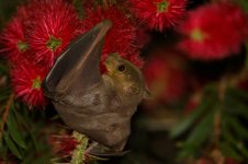 20170406 (63)_Egyptian_Fruit_Bat.JPG