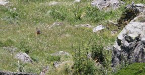 rock thrush.JPG