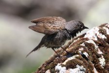 Dunnock drying out.JPG