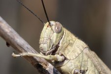 Egyptian Locust sp 2.jpg