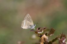 Long-tailed Blue sp 1.jpg