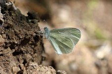 Wood White sp 1.jpg