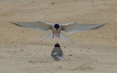 arctictern_2506.JPG