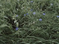 Cornflowers 1.jpg