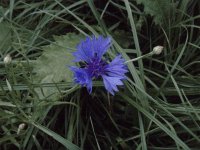 Cornflower.jpg