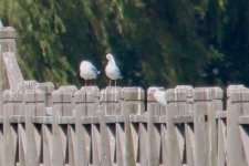 Gulls (1).jpg