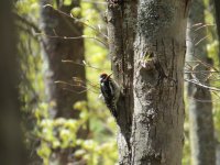 Yellow-bellied Sapsucker Hartwick Pines SP 150517 (3).JPG