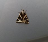moth for ID.JPG
