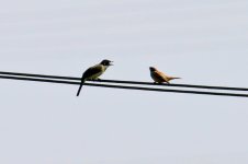 Chinese Bulbul & E. Tree Sparrow discussion.jpg