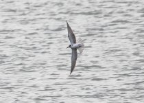 Black Tern-1878.jpg