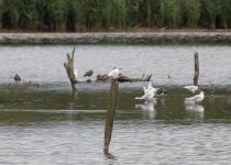 Sandwich Tern-1814.jpg