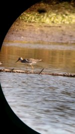 Yellowlegs2.jpg