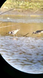 Yellowlegs6.jpg