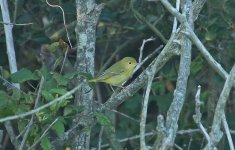 Yellow Warbler 01.jpg