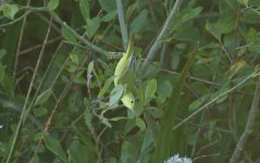 Yellow Warbler 04.jpg