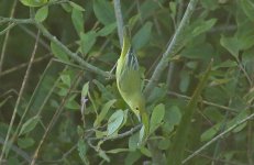 Yellow Warbler 05.jpg