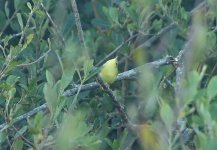 Yellow Warbler 07.jpg