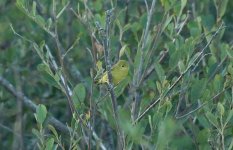 Yellow Warbler 08.JPG