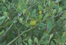 Yellow Warbler 12.JPG