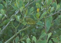 Yellow Warbler 13.jpg