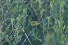 Yellow Warbler 15.jpg