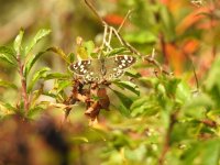 Speckled Wood 2.jpg