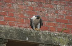 Peregrine (3).jpg