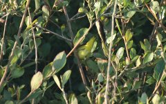 Yellow Warbler 20 (Undertail).jpg