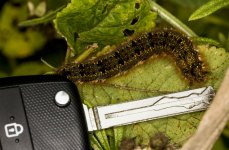 A Drinker Moth Caterpillar 3O9B5490.jpg