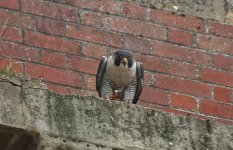 Peregrine (6).jpg