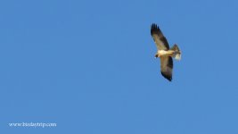 2017.10.06 Light Booted Eagle.JPG