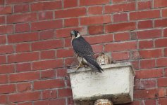 Peregrine (8).jpg