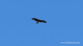 2017.10.06 Dark Booted Eagle.JPG