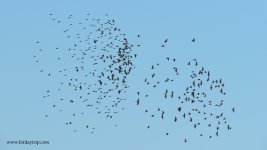 2017.10.06 Spotless Starlings & Kestrel.JPG